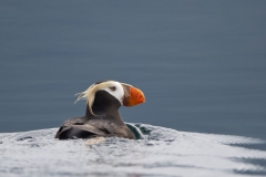 Puffin auf der Flucht