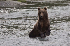 Kodiakbär