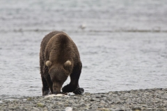 Kodiakbär