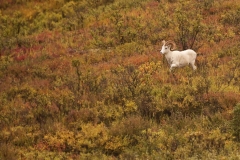 Dall Sheep