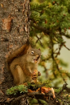 Squirrel