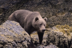 Kodiakbär