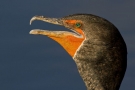 Kormoran II