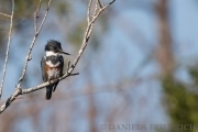 Eisvogel (Kingfisher)