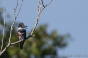 Eisvogel (Kingfisher)