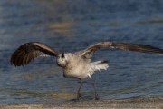 Möwen Yoga