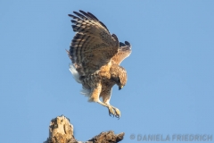 Red shoulderd Hawk