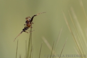 Spinne im Weizenfeld