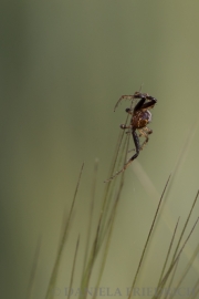 Spinne im Weizenfeld