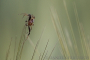 Spinne im Weizenfeld