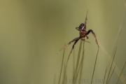 Spinne im Weizenfeld