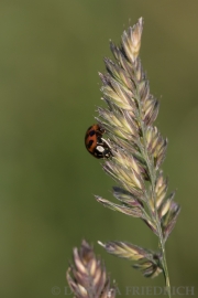 Marienkäfer