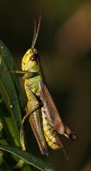 Grashopper