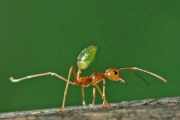 Green Ant