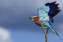 Lilac Breastet Roller im Abflug