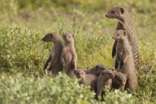 Mungoes- Familie