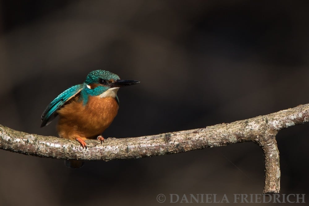 Eisvogel