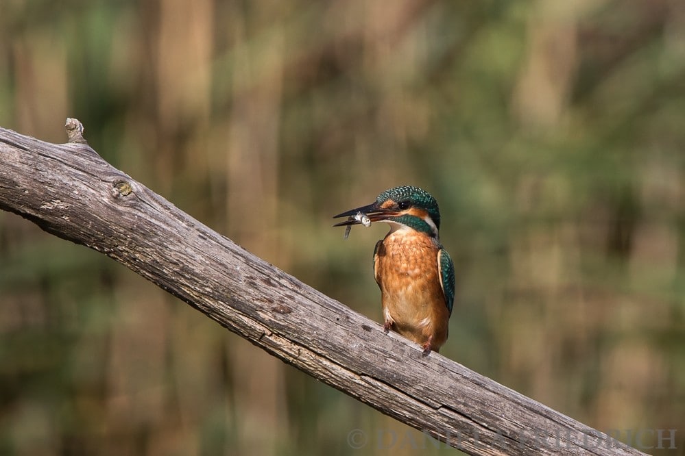 Eisvogel mit Fisch