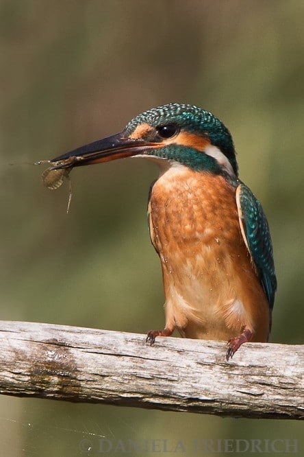 Eisvogel mit Käfer