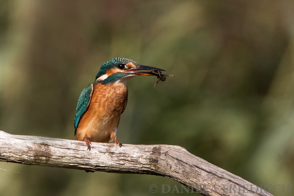 Eisvogel