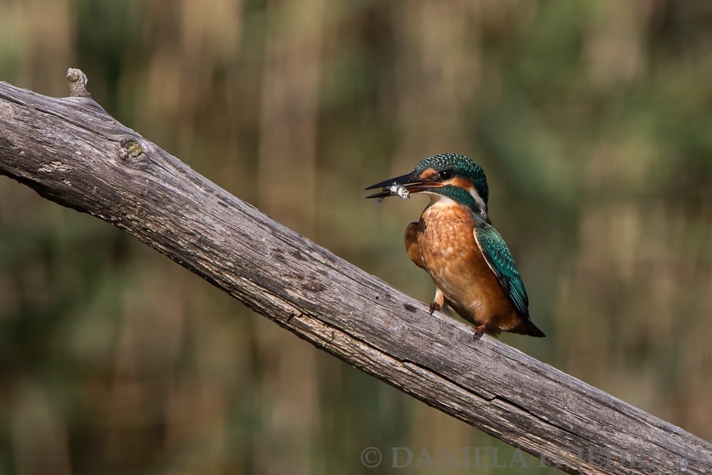 Eisvogel mit Fisch